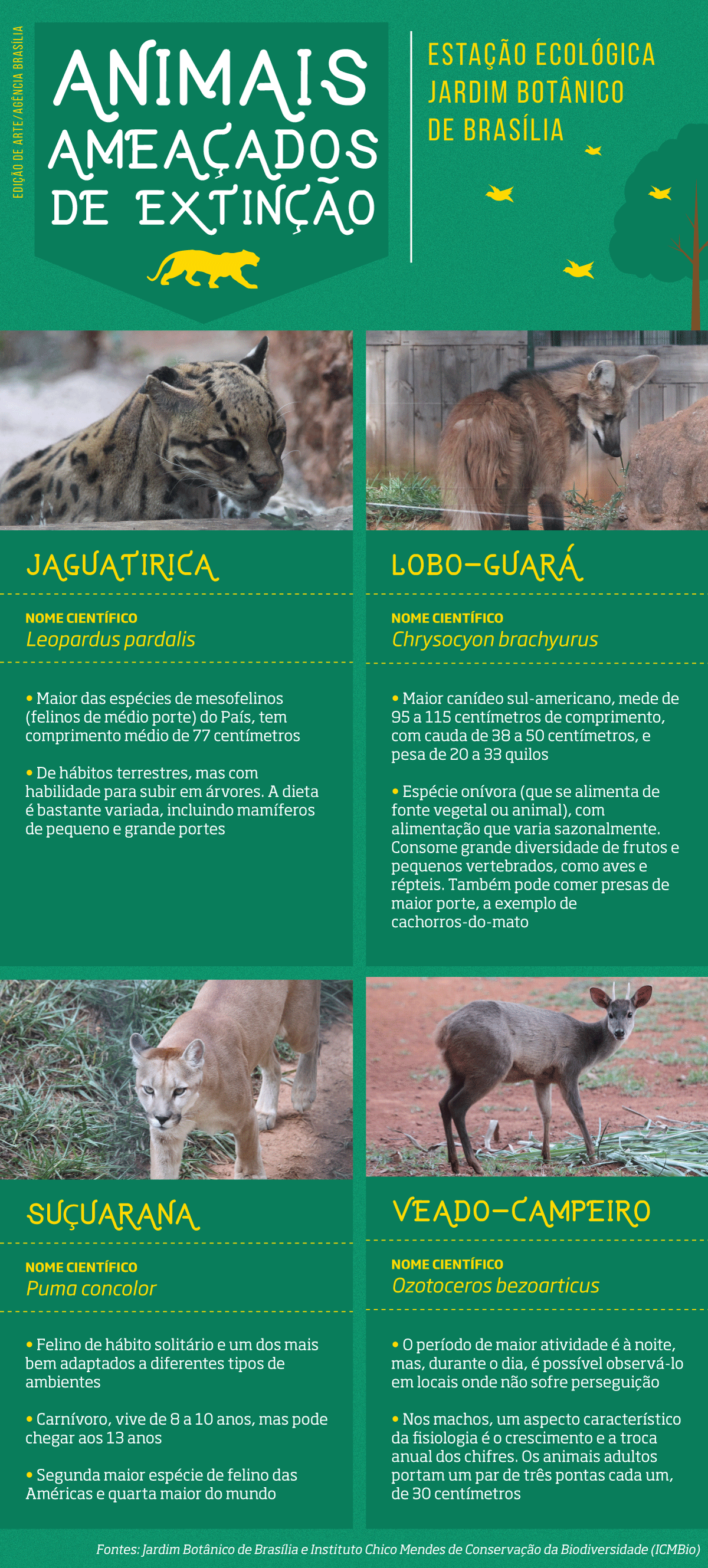 Exemplos de animais ameaçados de extinção que vivem na Estação Ecológica do Jardim Botânico de Brasília