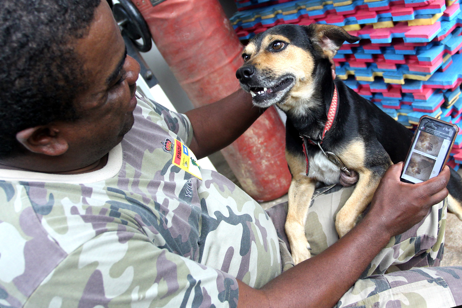 Duzentos e vinte cães e 30 gatos ganharam casa nova com a ajuda do Batalhão da Polícia Militar Ambiental desde junho deste ano, quando a corporação começou a usar também para adoção um grupo de WhatsApp que recebe denúncias de maus-tratos de animais.