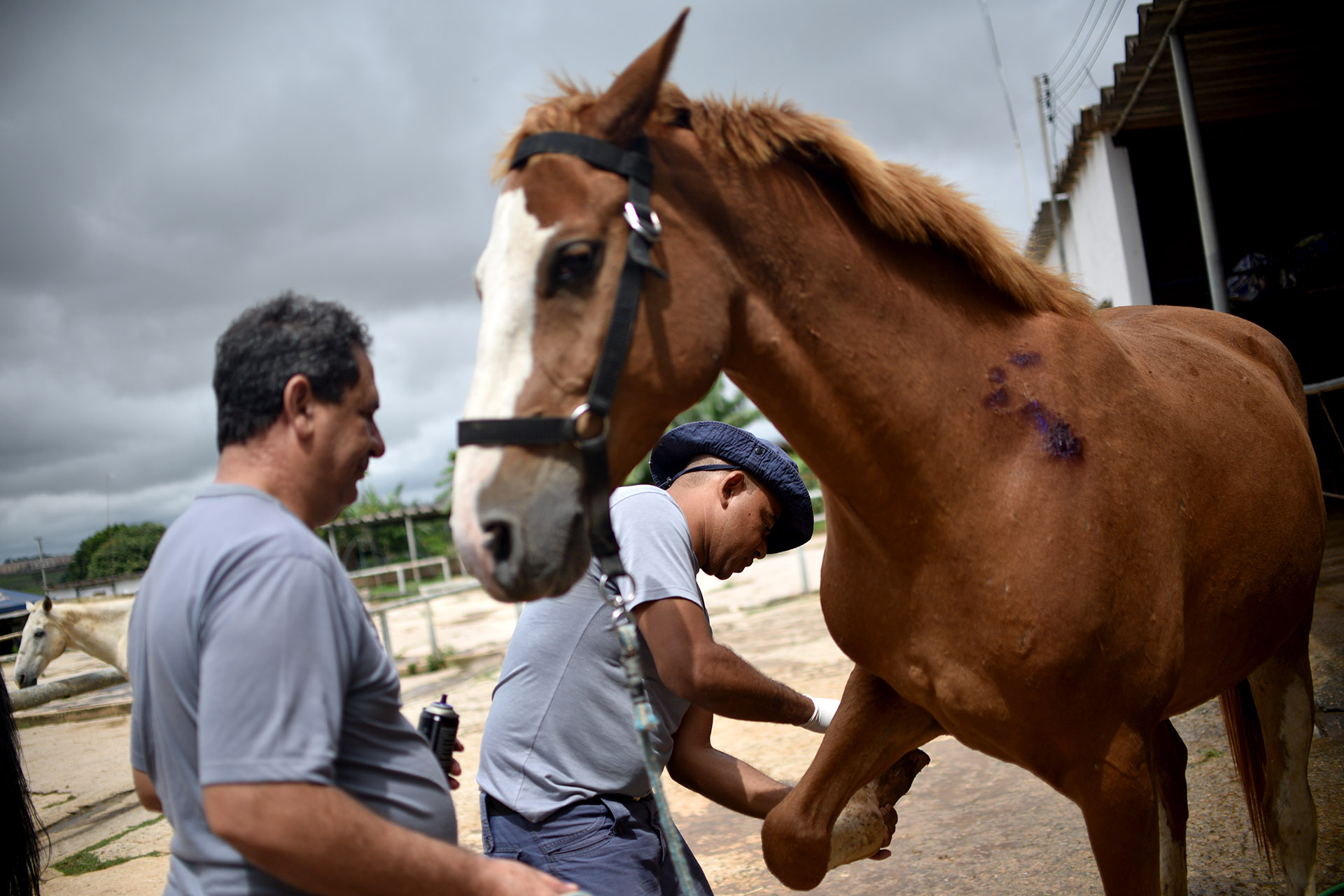 Polícia Militar do Distrito Federal - Sempre haverá uma Cavalaria:  Regimento de Polícia Montada completa 38 anos