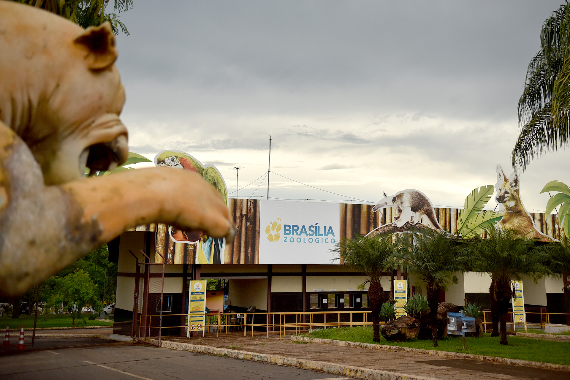 A Fundação Jardim Zoológico de Brasília comemora 61 anos nesta quinta-feira (6). Inaugurada três anos antes da capital federal para abrigar uma elefanta doada pelo embaixador da Índia, tornou-se, assim, a primeira instituição ambientalista criada no Distrito Federal.