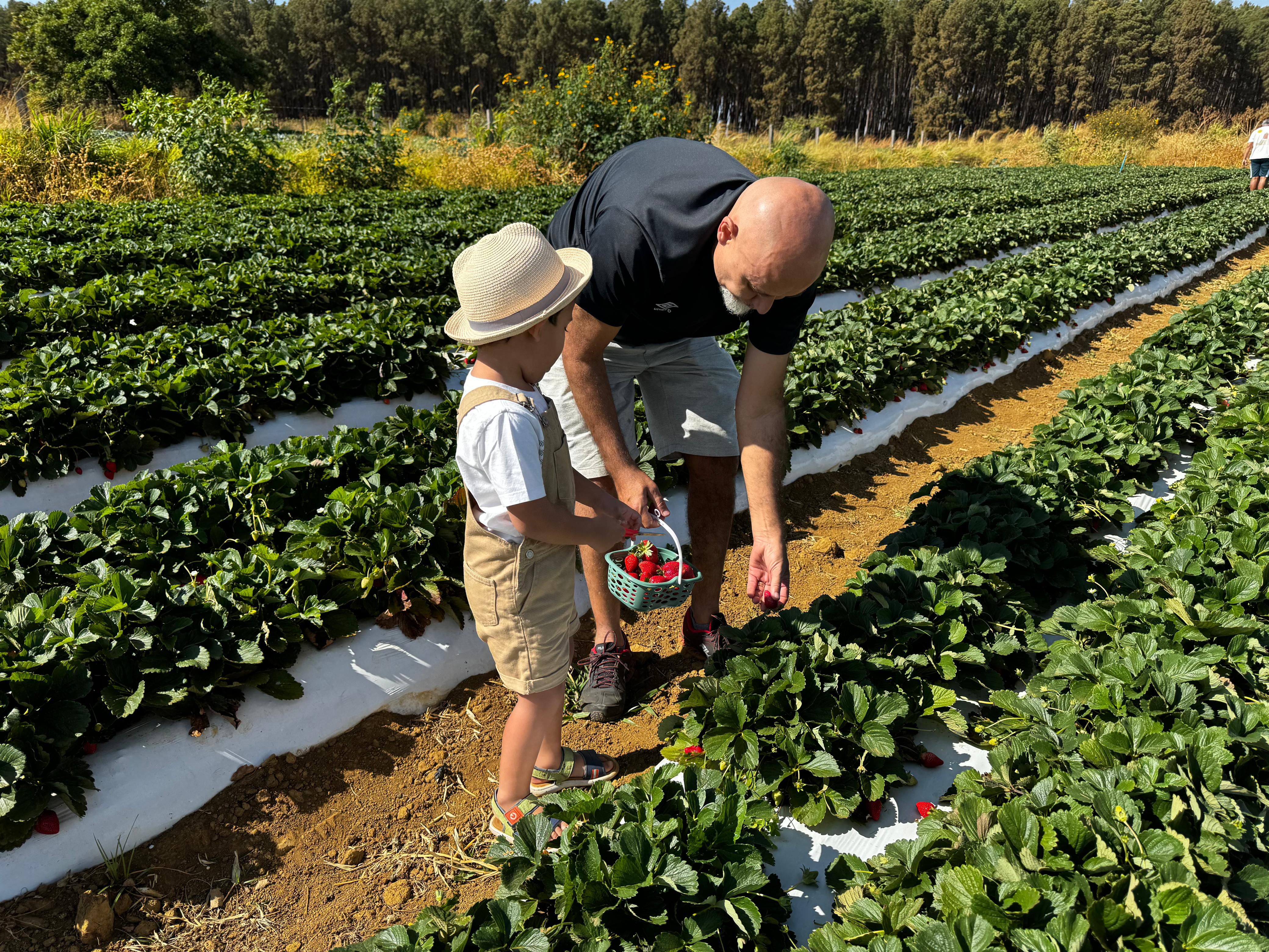 Colha & Pague promete movimentar a 29ª Festa do Morango de Brasília