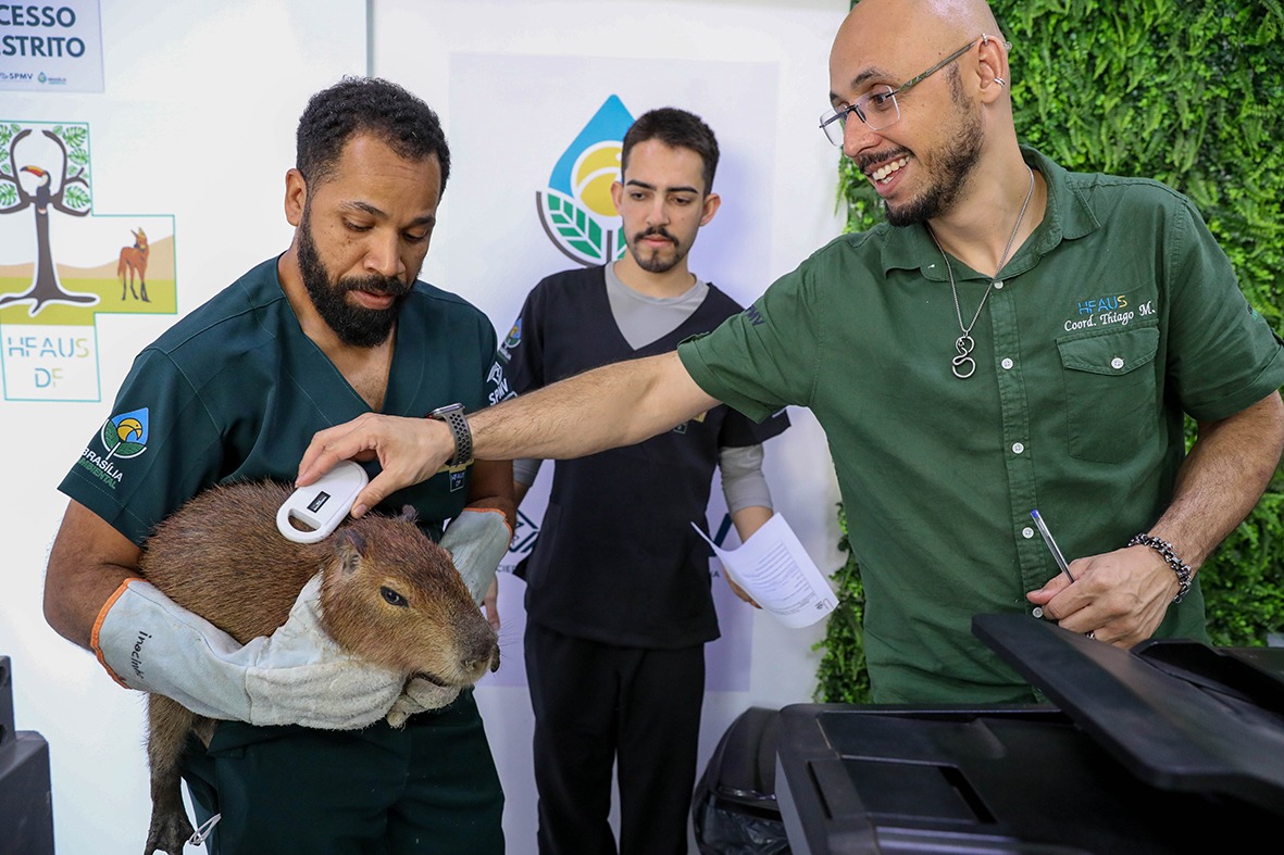 Capivara atropelada no Lago Sul recebe alta do Centro de Reabilitação da Fauna Silvestre do DF
