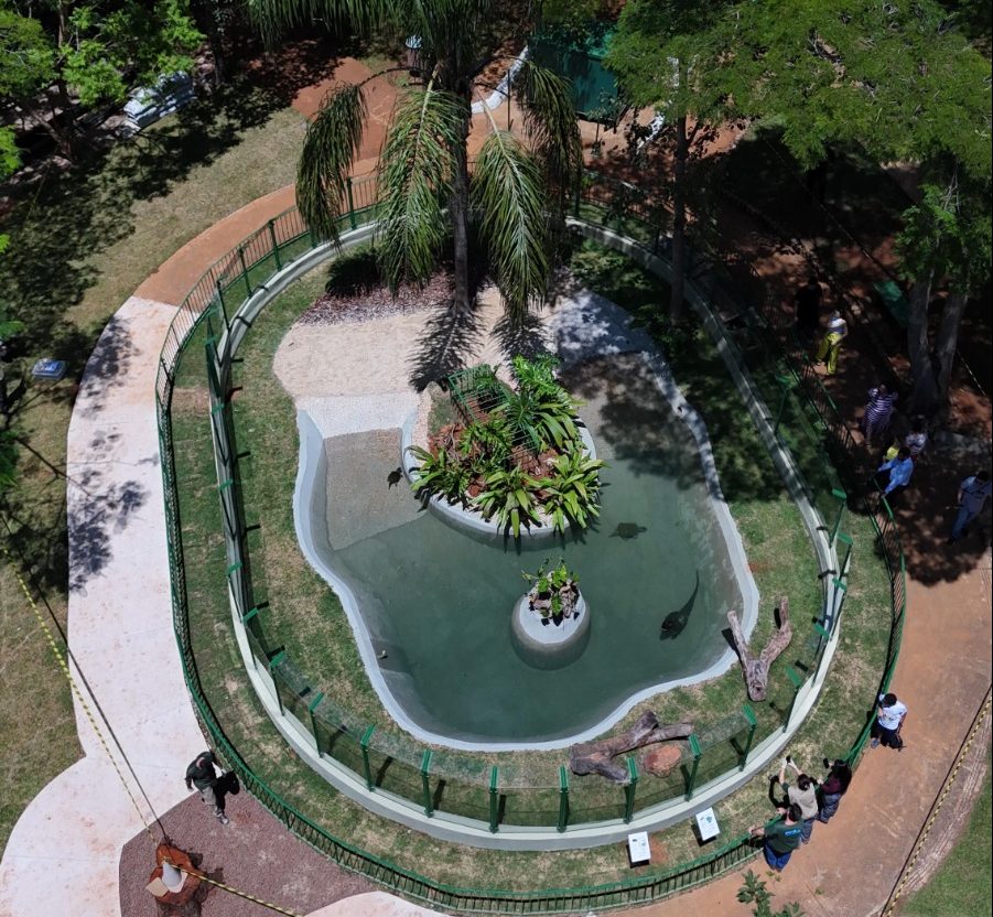 Jacaré-do-pantanal e tartarugas do Zoológico ganham recinto reformado&nbsp;