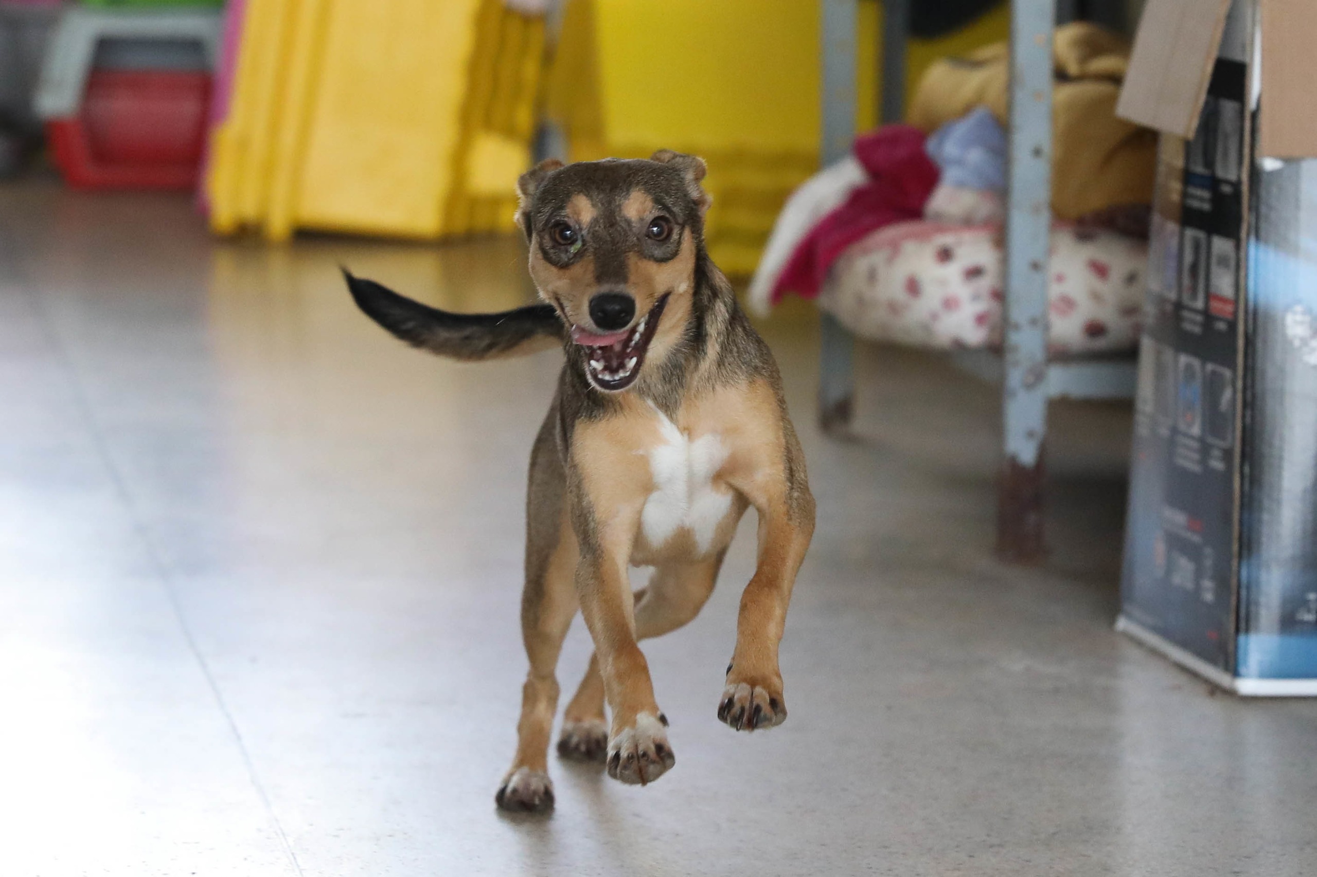 Cartões Ração e Castração: Veja se seu cadastro foi deferido&nbsp;