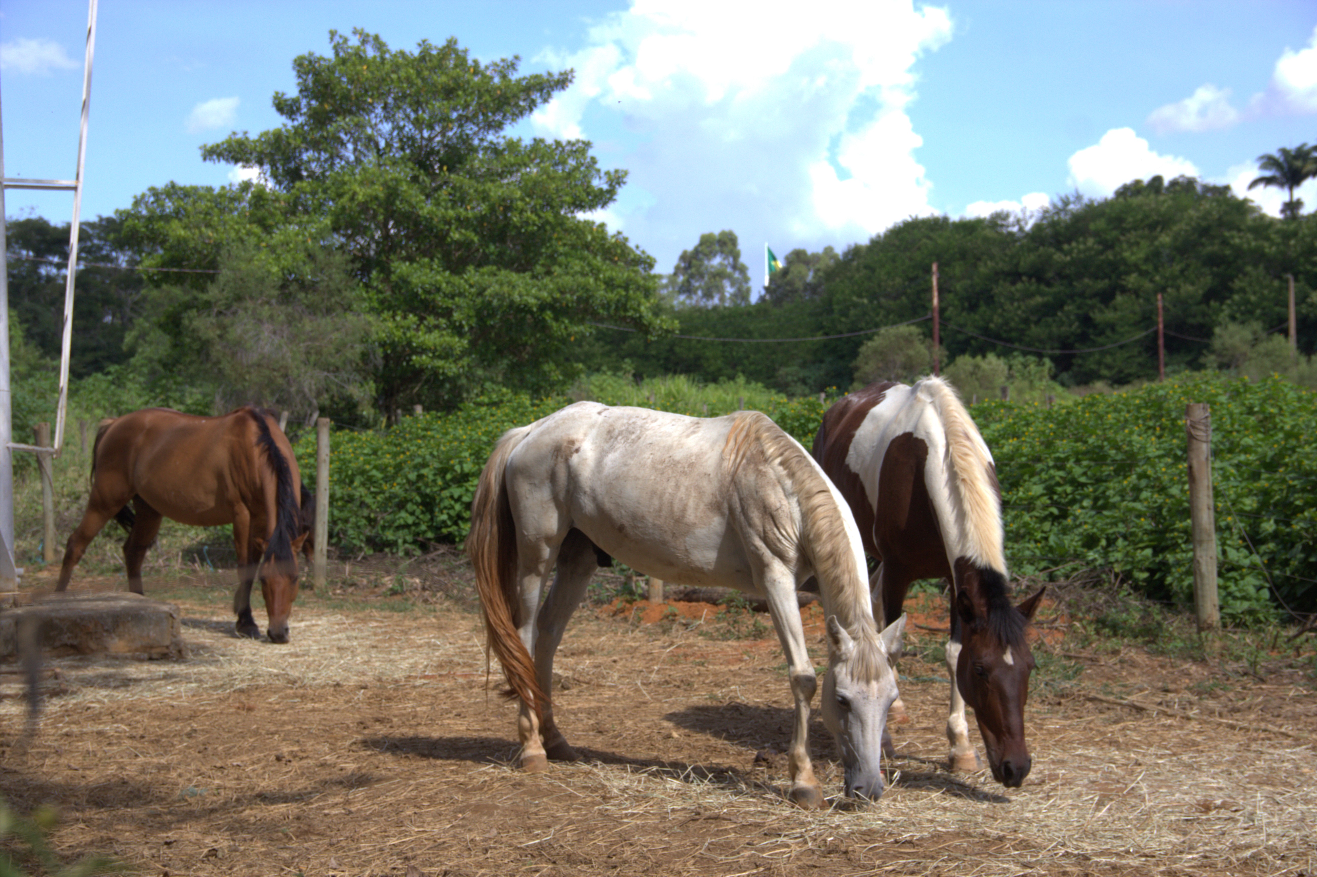 GDF cria Subsecretaria de Proteção aos Animais de Produção