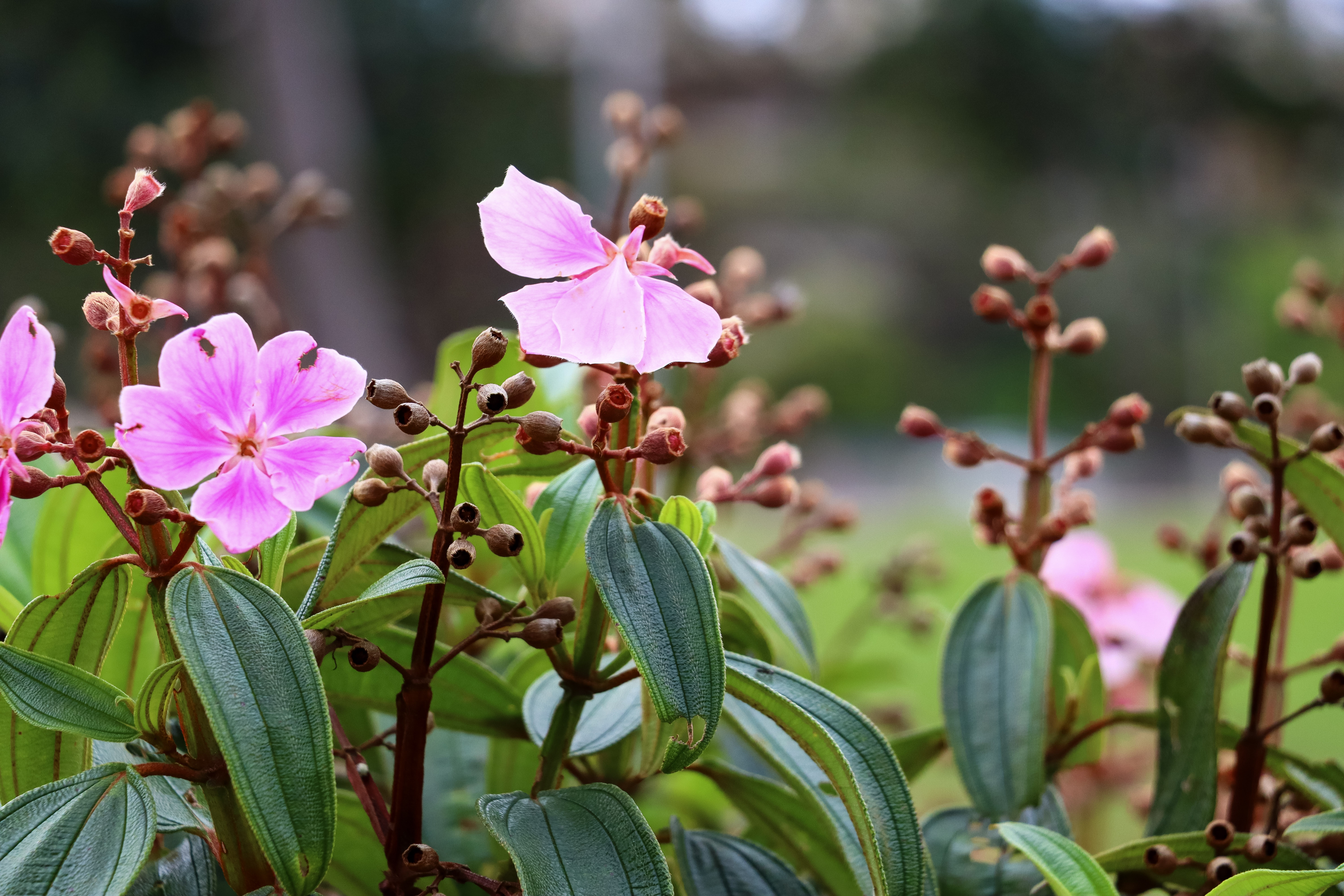 Espécies do Cerrado florescem no Parque da Cidade