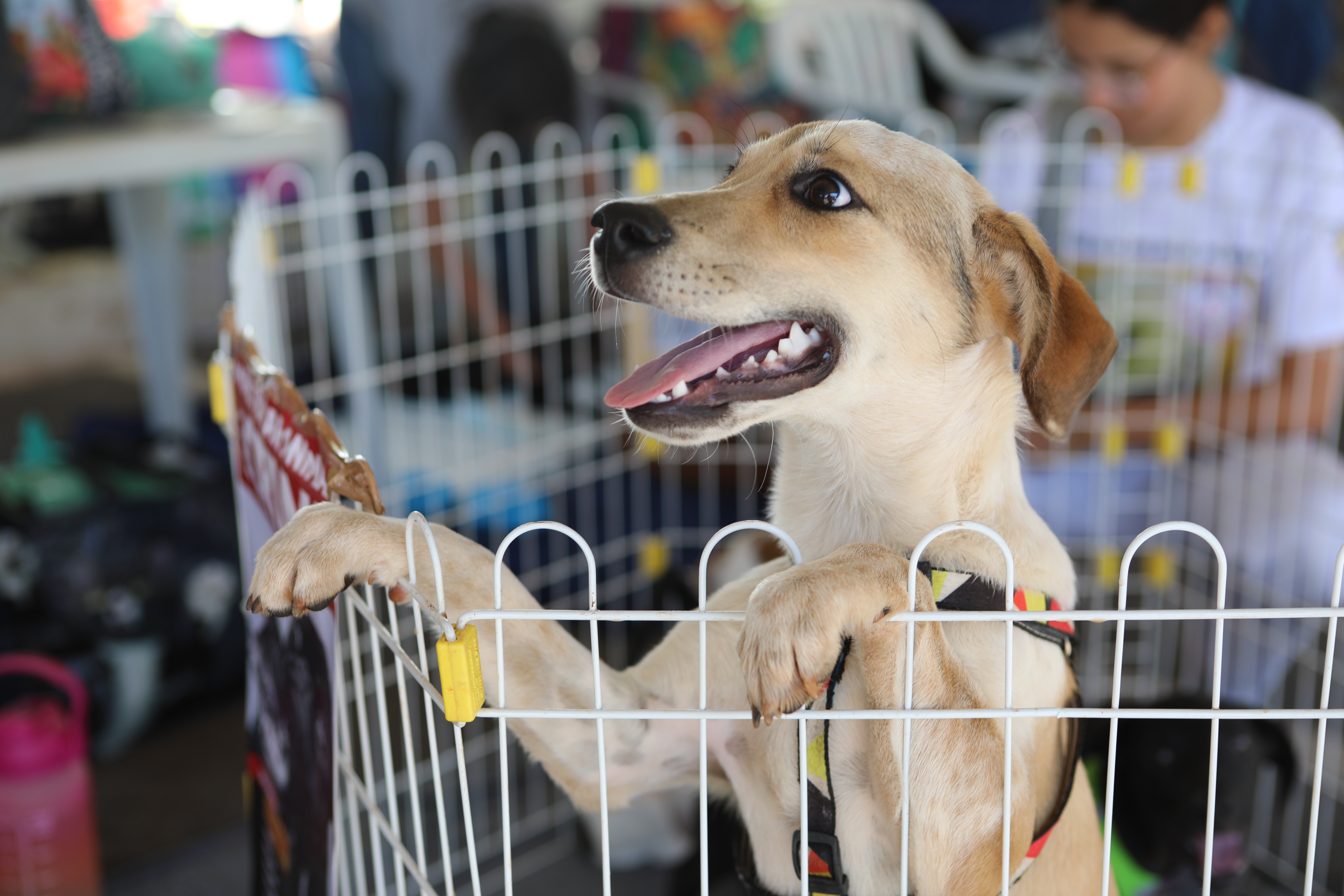 Caravana de Proteção Animal promove adoção e vacinação de pets no Eixão do Lazer