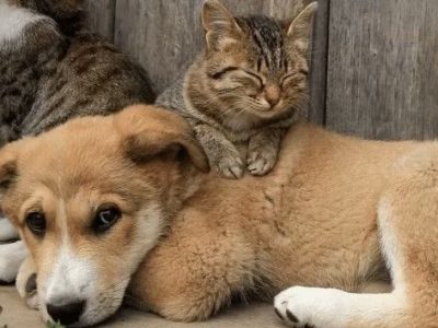 Projeto Castra-DF vai oferecer 1.500 vagas para cirurgias gratuitas em cães e gatos no Sol Nascente