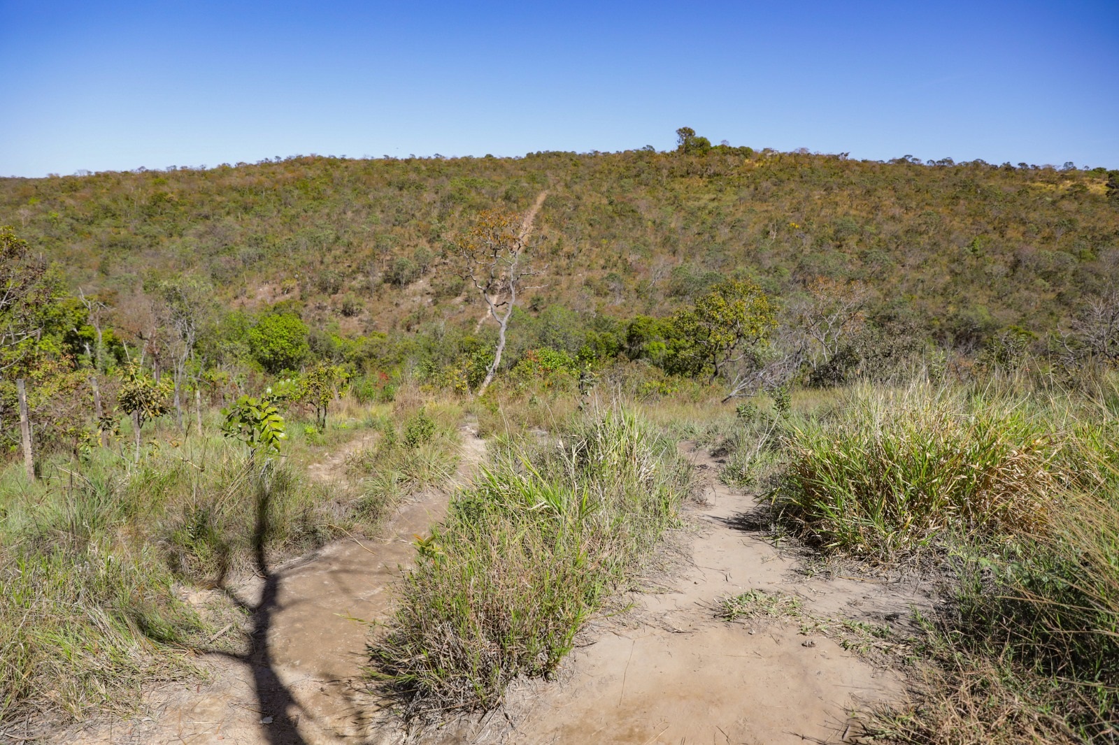 Eu Amo Cerrado: plataforma interativa conecta população à biodiversidade do DF