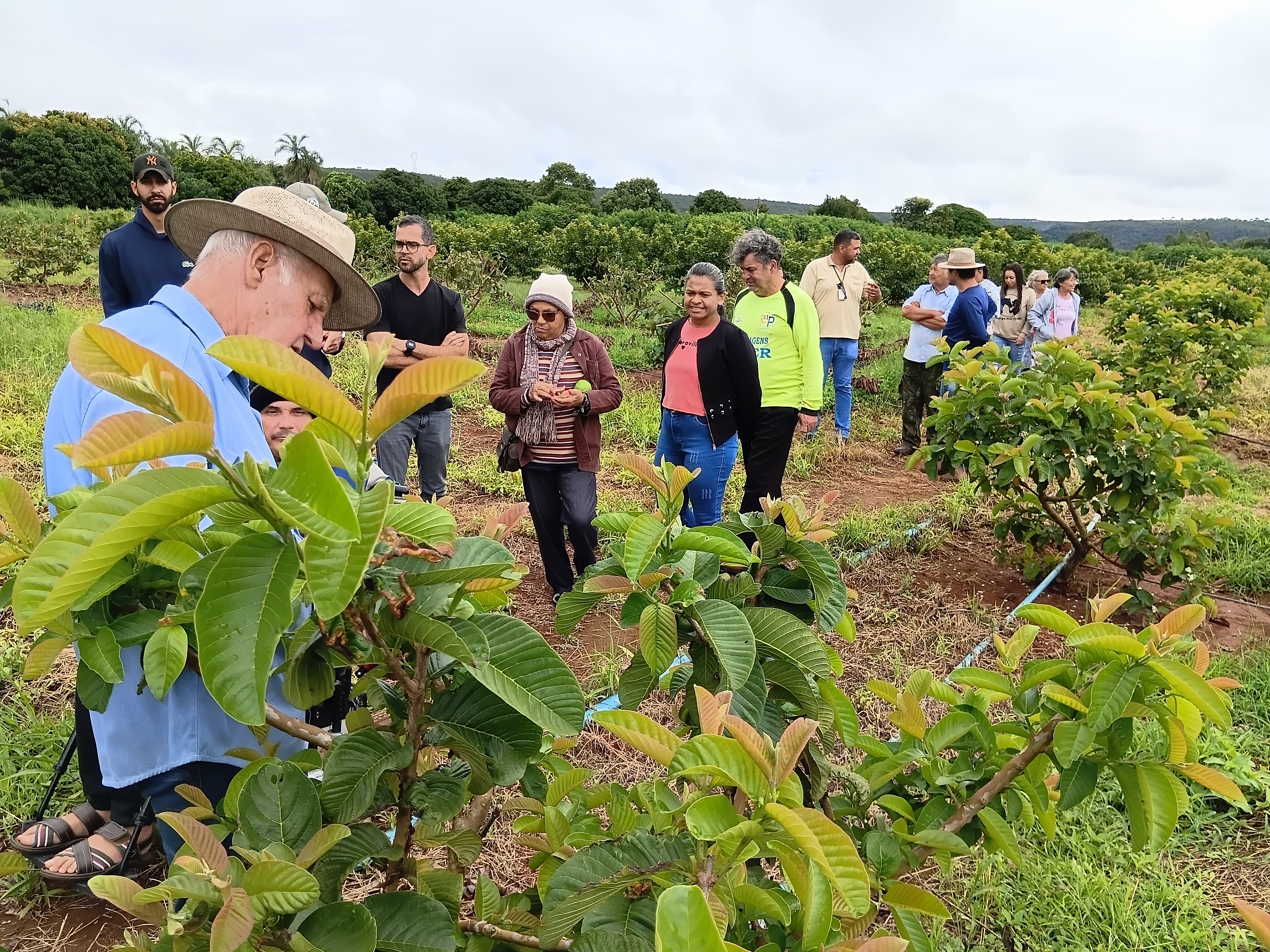 Oficina de poda em frutíferas destaca técnica que garante maior produtividade