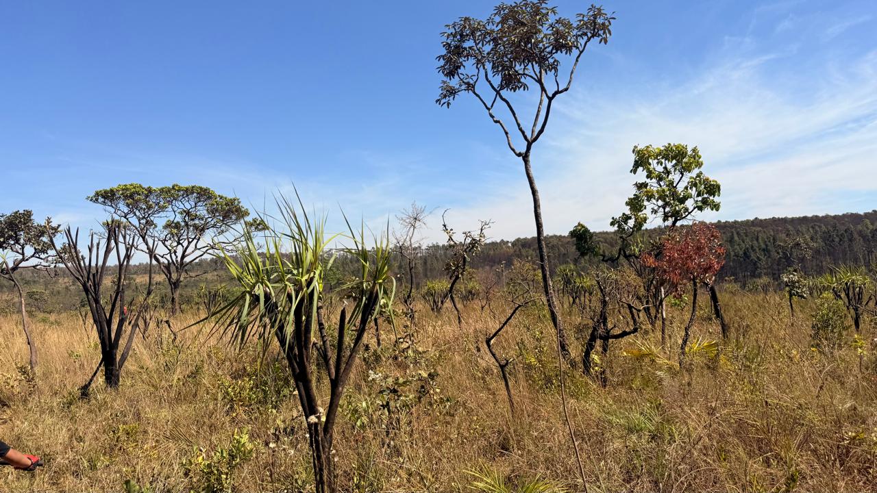 DF participa da COP 30 como referência nacional em sustentabilidade e proteção ao Cerrado