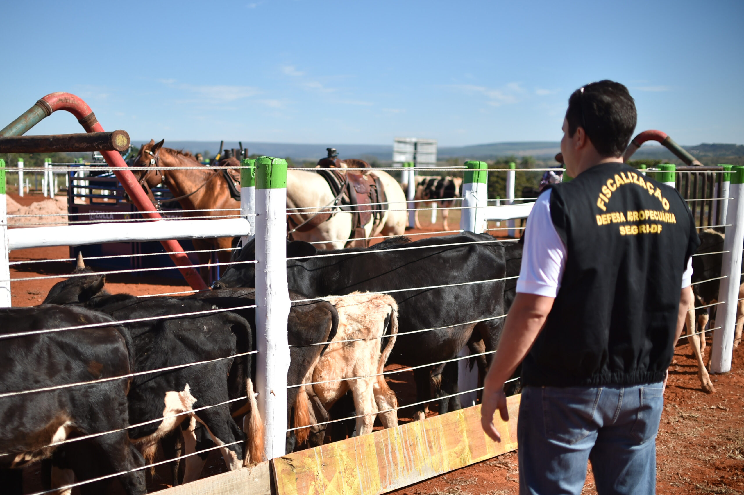 DF terá declaração de vacinação de animais de interesse pecuário