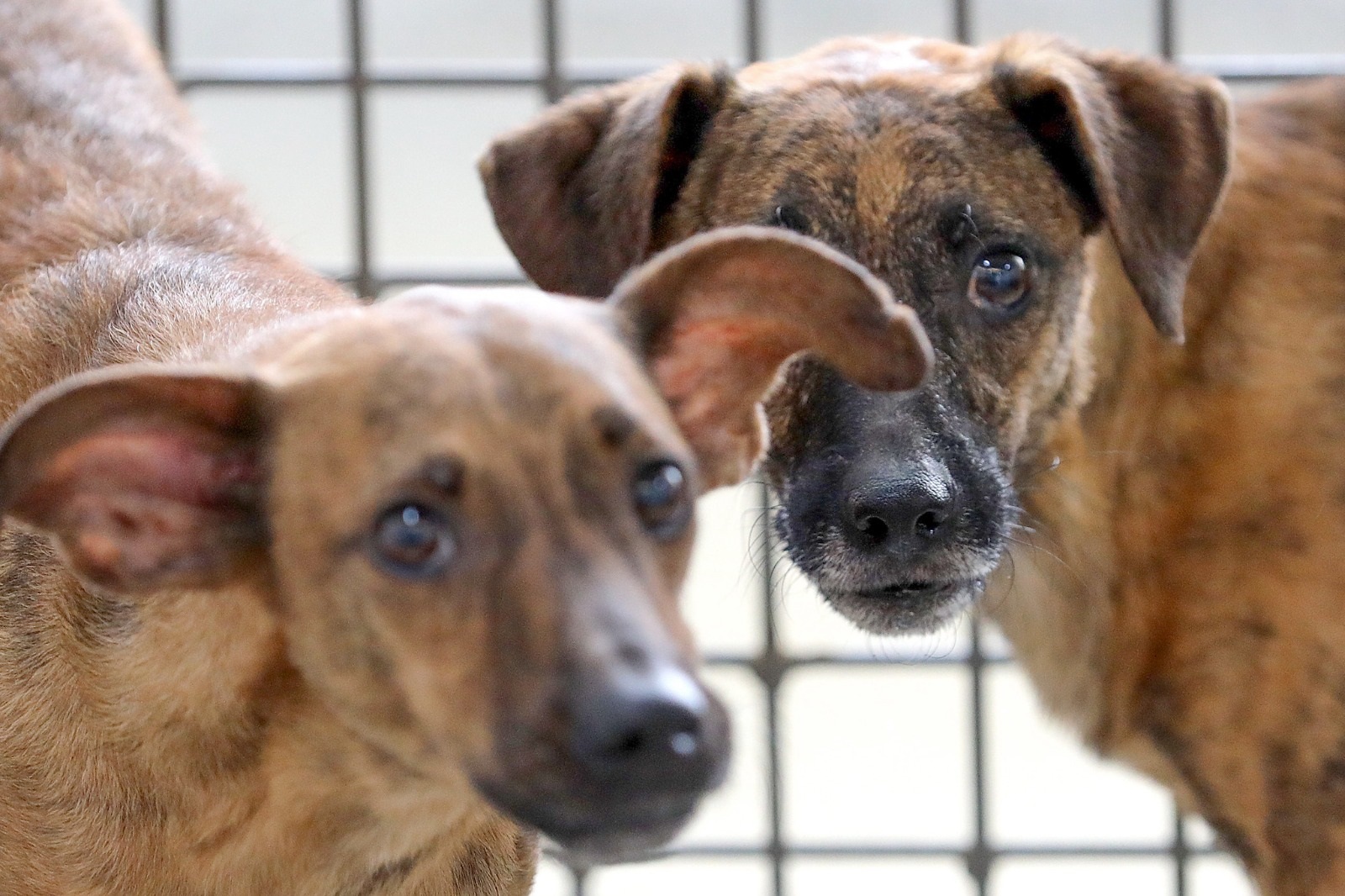 Campanha mensal de castração gratuita do GDF beneficiará 2 mil pets