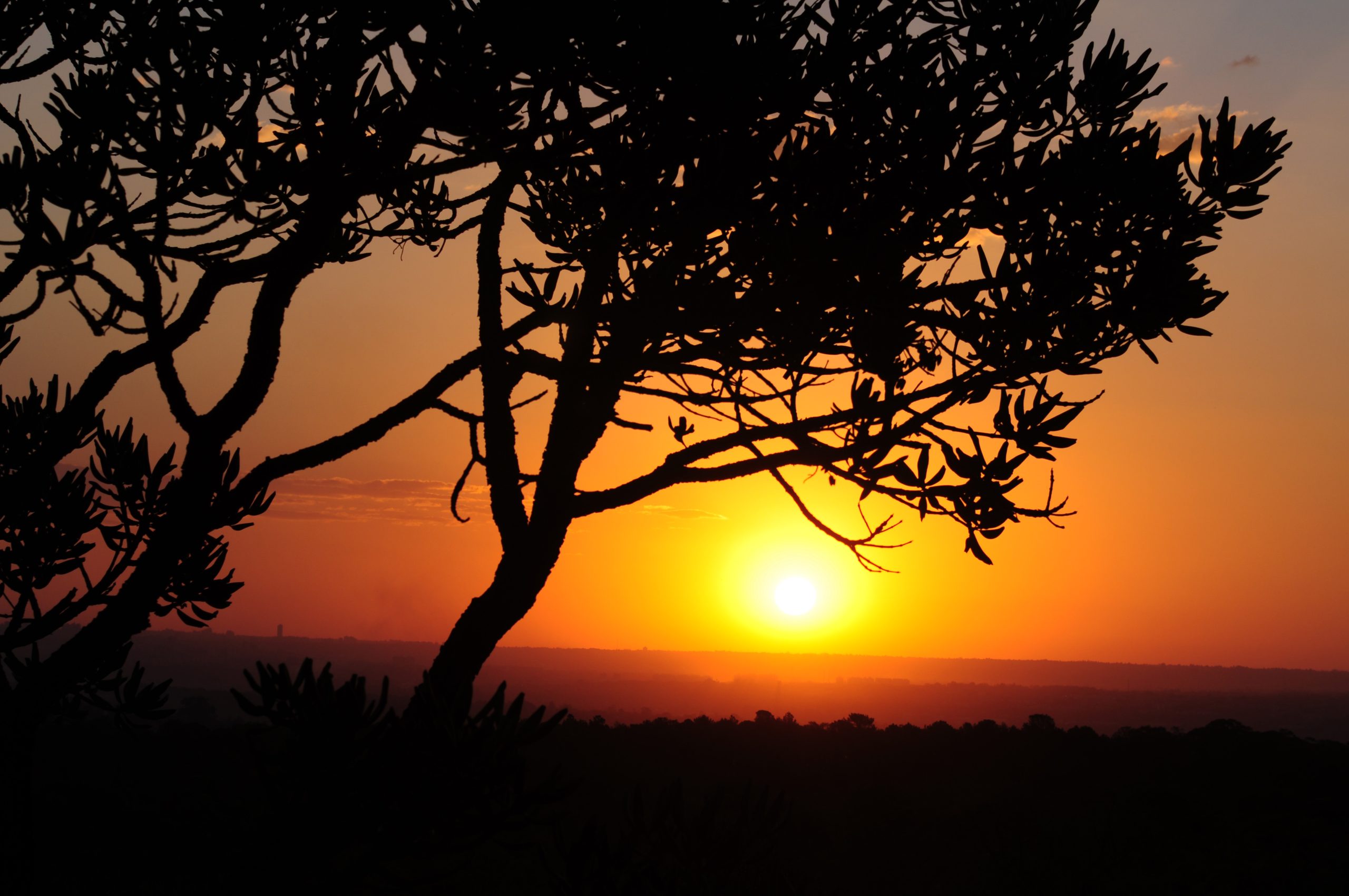 Prorrogadas inscrições para pesquisa sobre produtos florestais não madeireiros