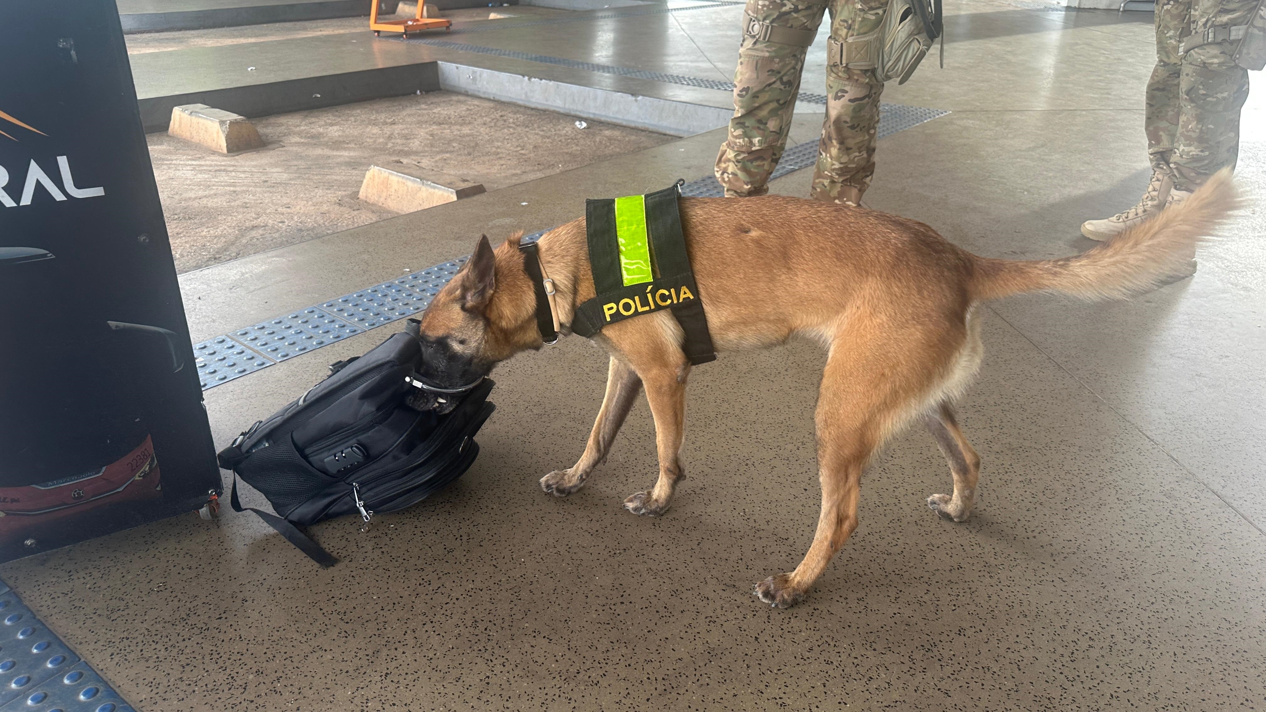Cães de policiamento participam de ação na Rodoviária do Plano Piloto