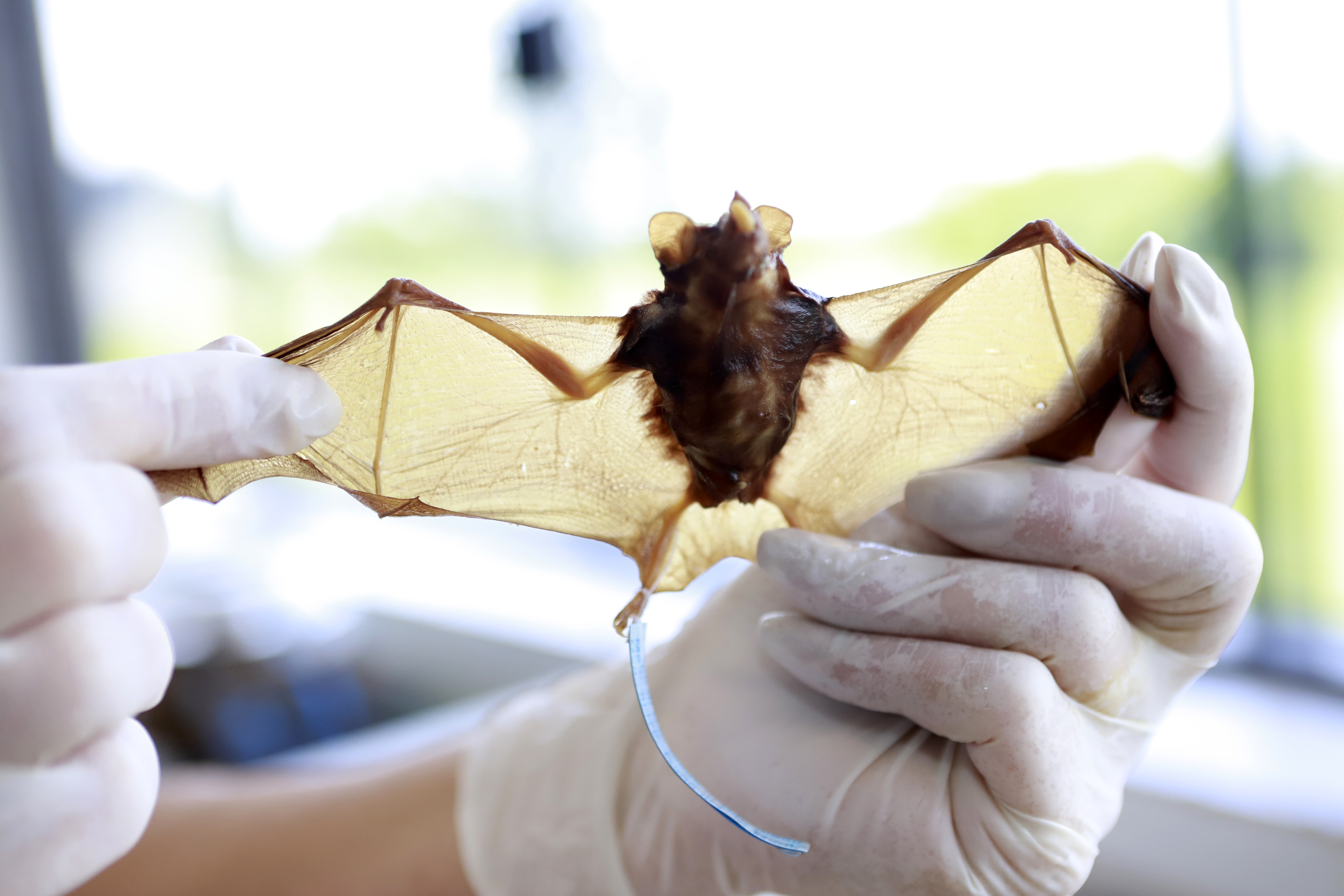 Zoonoses recolheu quase mil corpos de animais em 2025