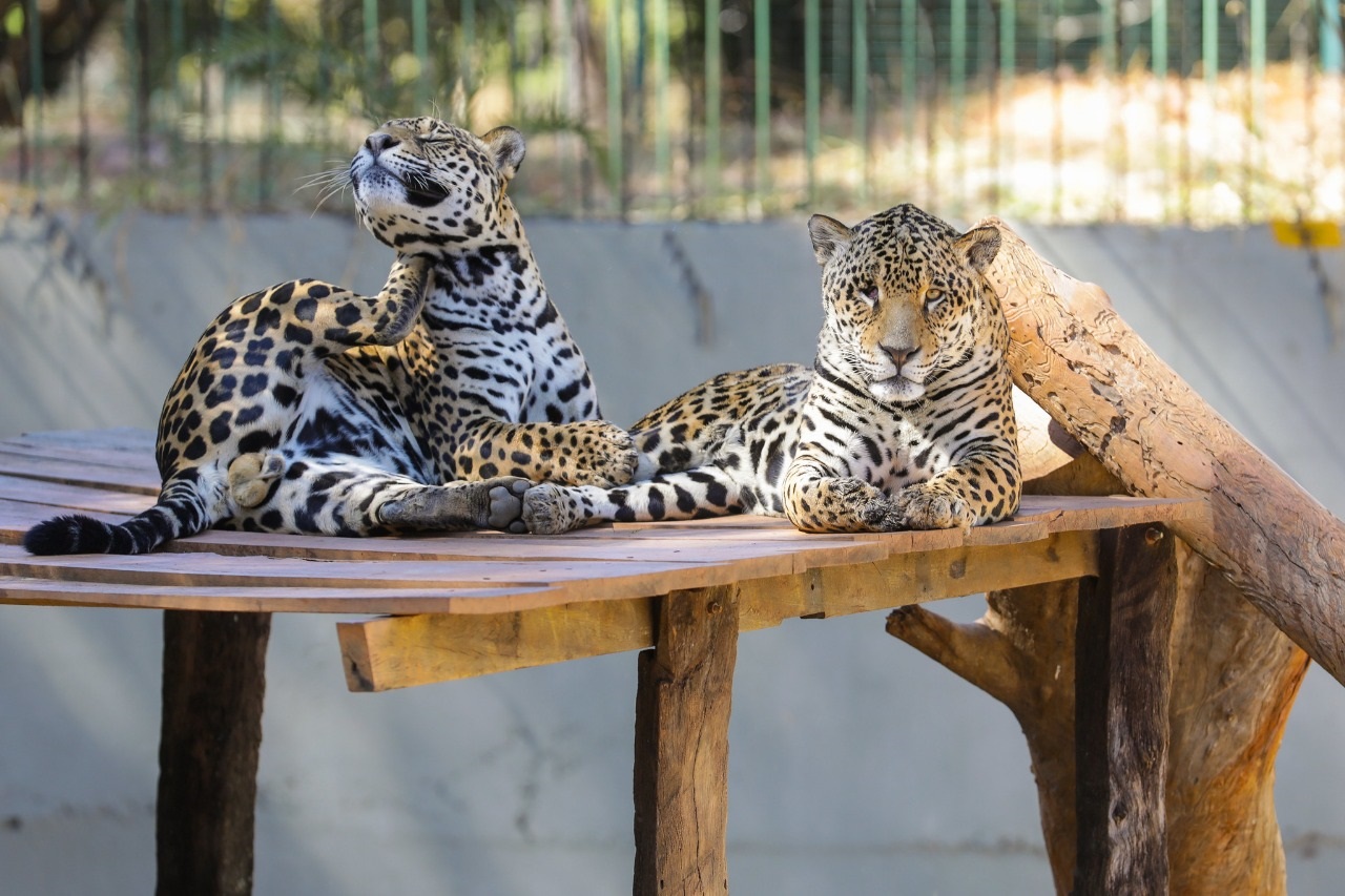 Aproveite o domingo com diversão e cultura no Zoo Animado