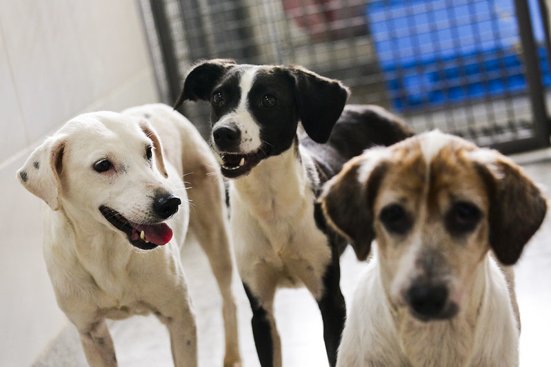 Rede de saúde do DF orienta sobre o que fazer ao ser mordido por um cachorro de rua