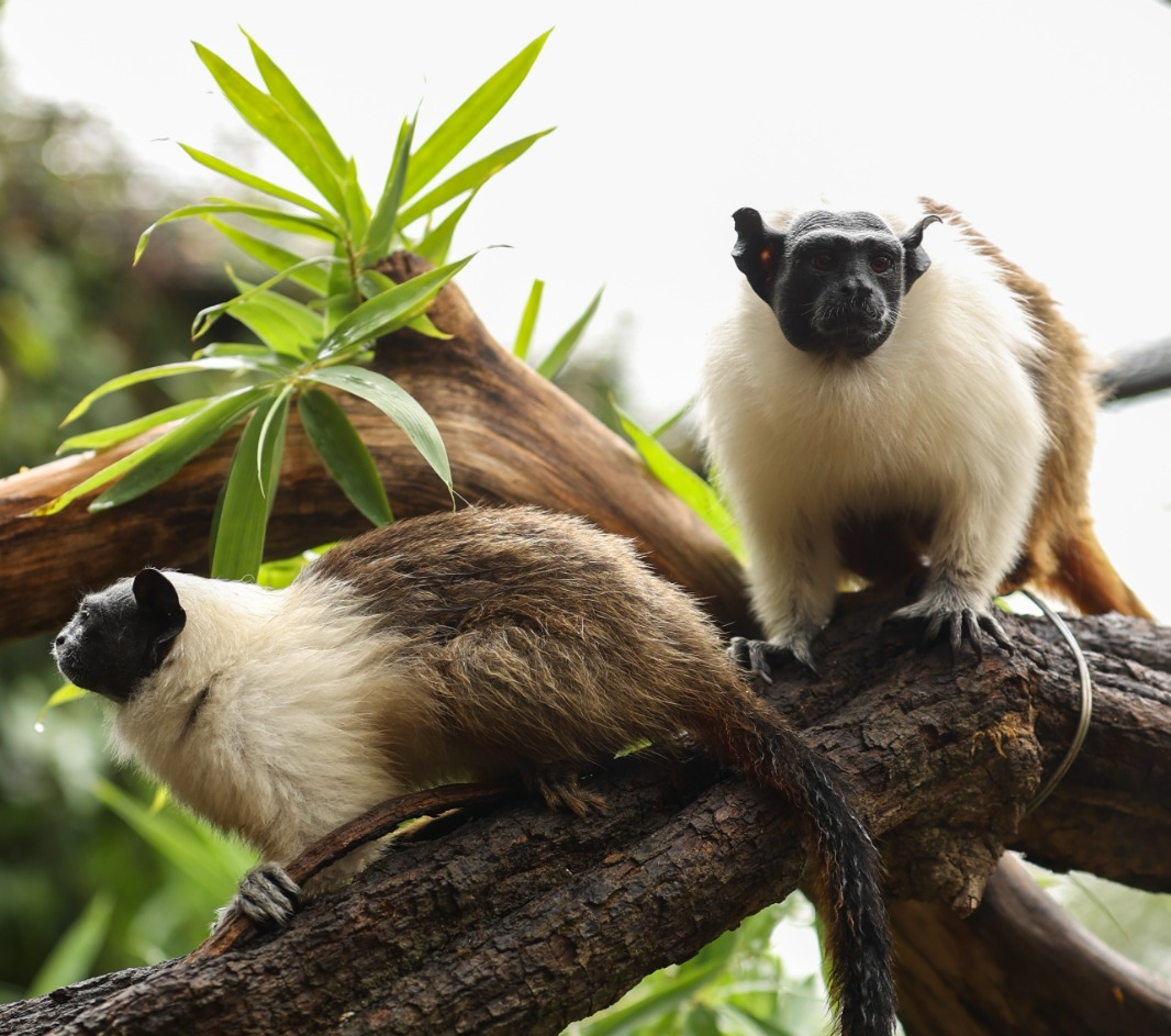 Zoo de Brasília abre enquete para escolher nomes dos filhotes de sauim-de-coleira