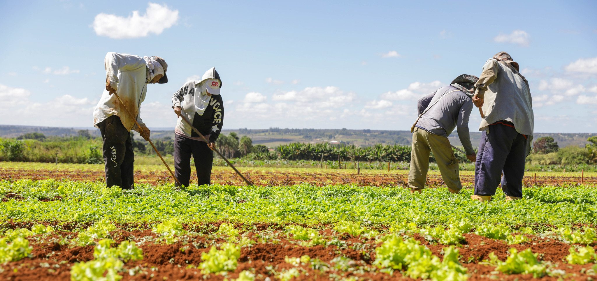 Agro do Quadrado: Produção do DF movimentou R$ 6 bilhões em 2023