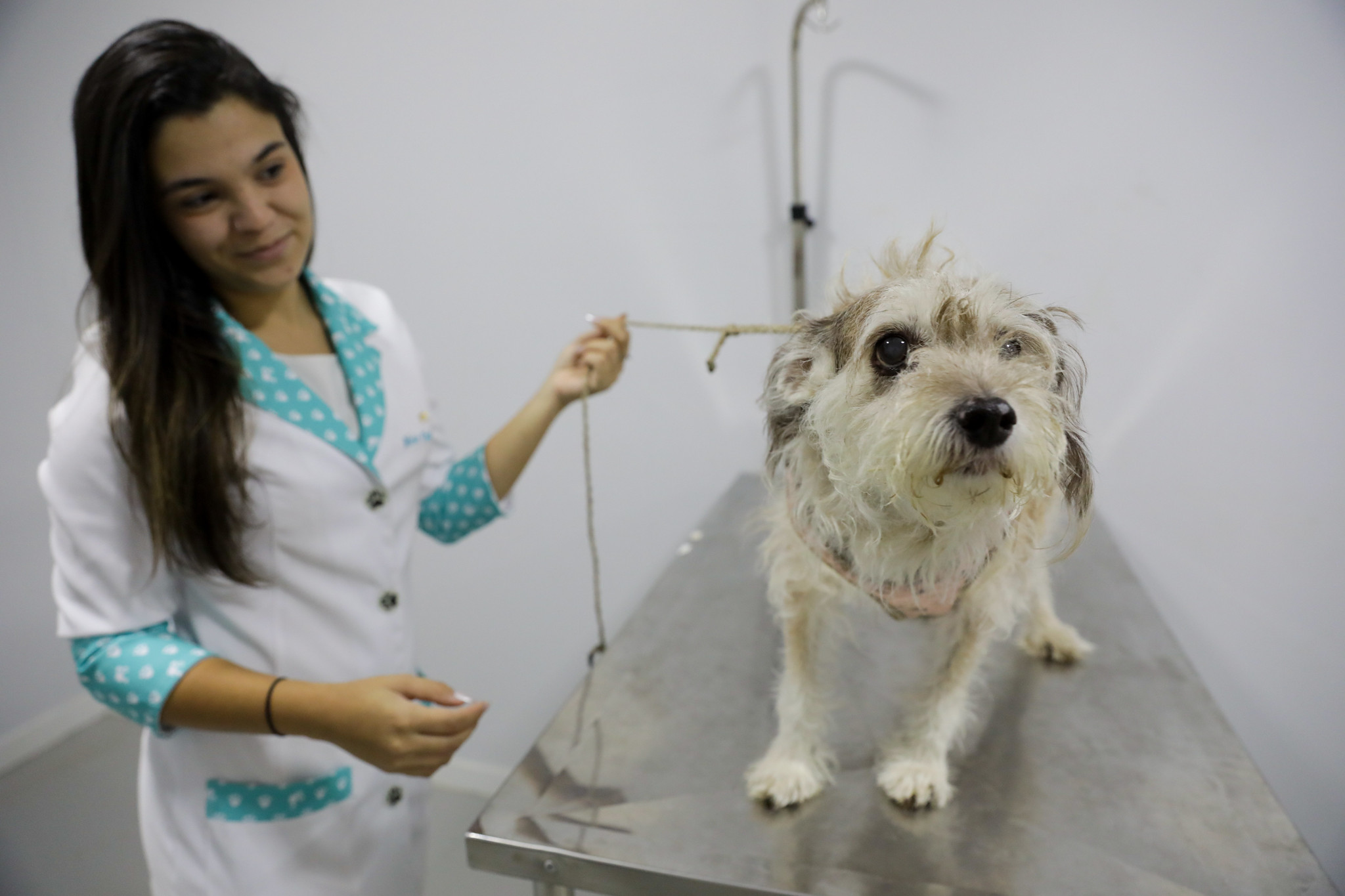 Credenciamento de lojas e clínicas veterinárias para atender a cartões Ração e Castração está aberto