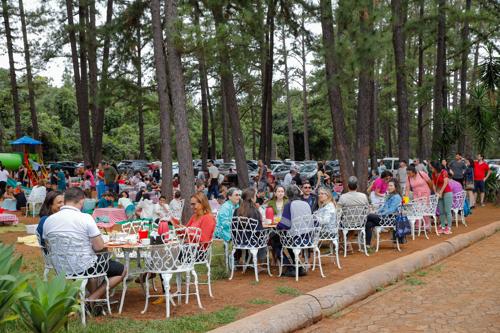Para a prevenção de acidentes, Jardim Botânico de Brasília substituirá pinheiros por árvores nativas