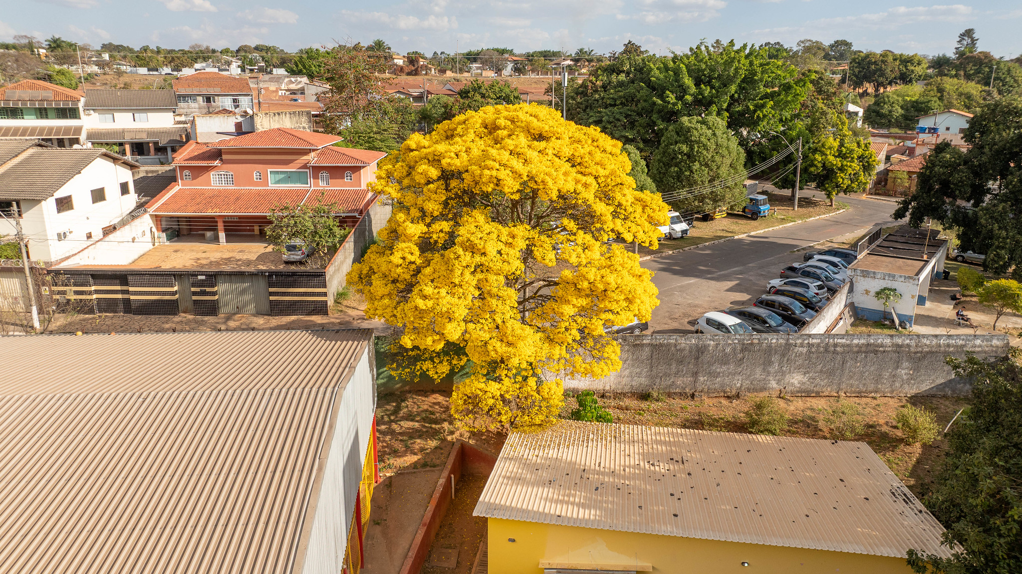 Ipê da Metropolitana garante mudas e preserva a espécie há 60 anos