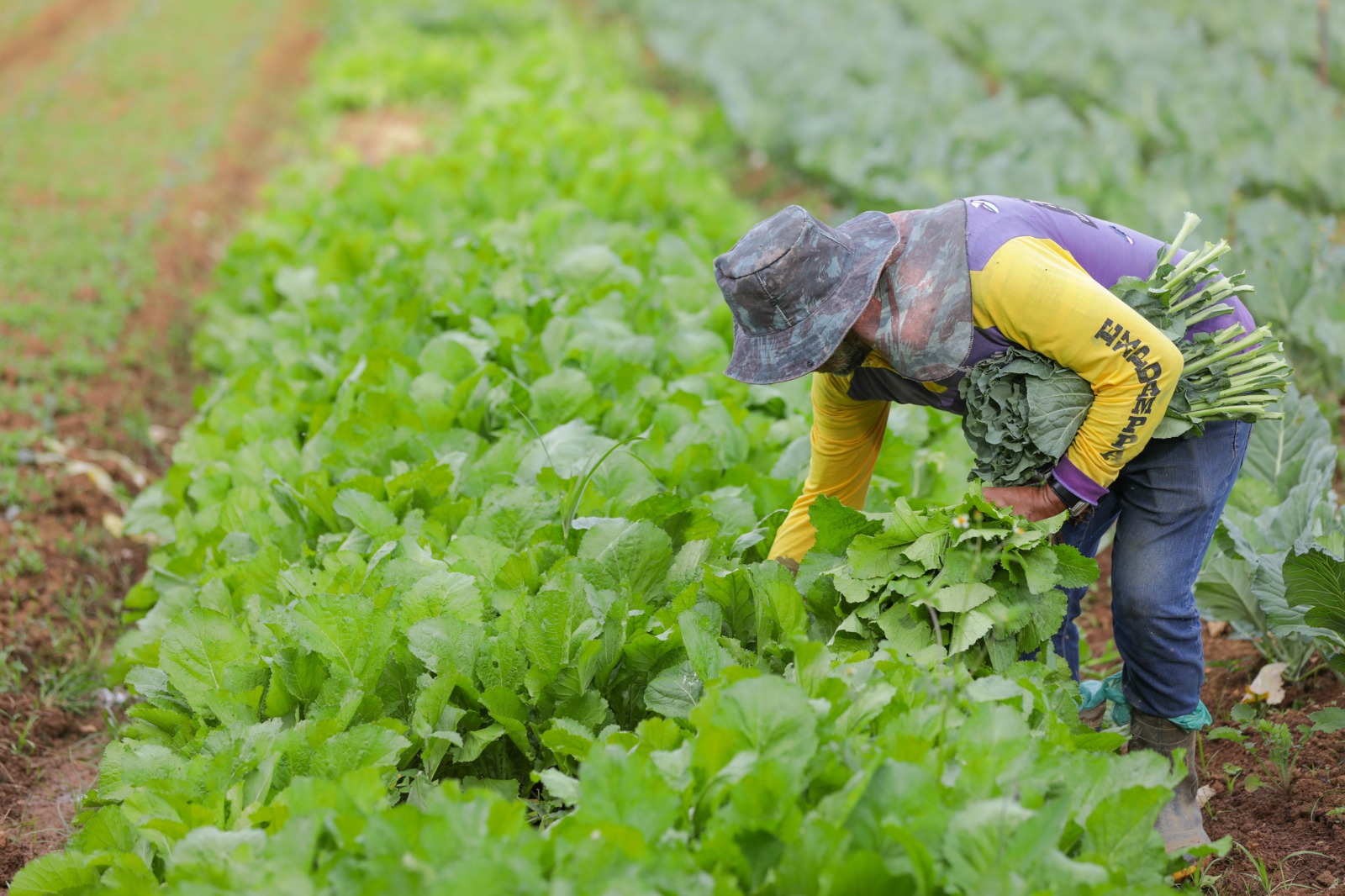 Aberta chamada pública para compra de alimentos da agricultura familiar