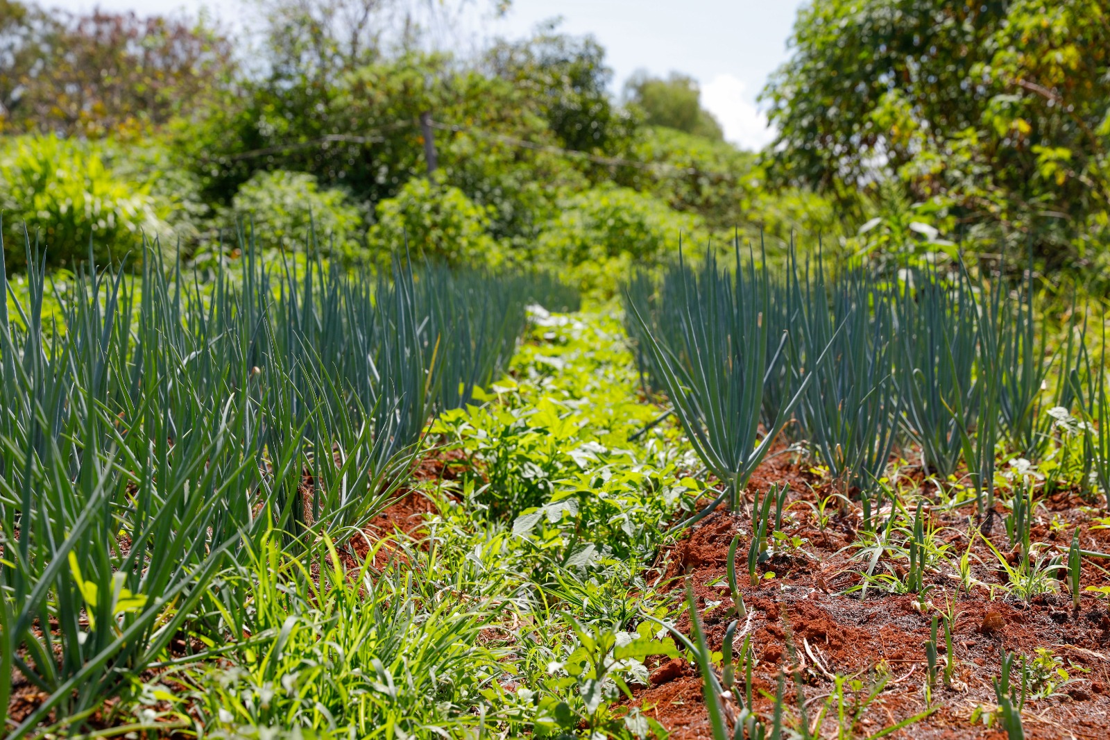 Seminário debate agricultura urbana, agrotóxicos e saúde no Distrito Federal