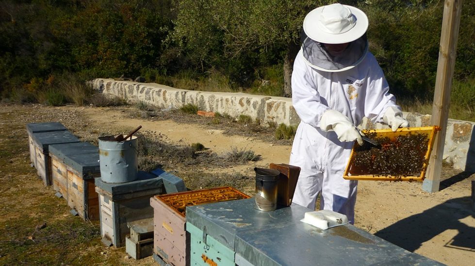 Brasília recebe Congresso Nacional de Apicultura e Meliponicultura