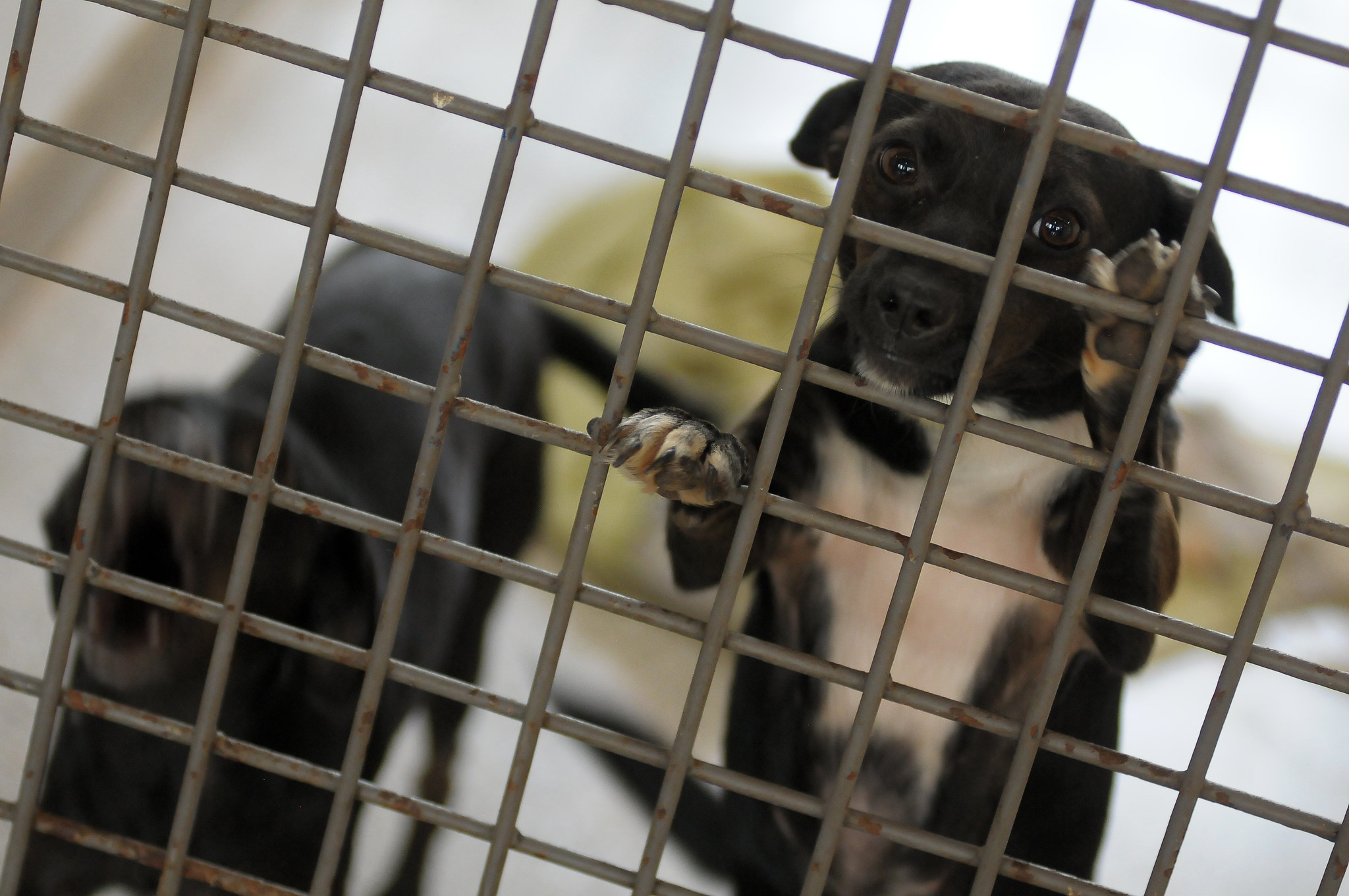 Saúde promove 3ª Feira de Adoção com 28 cães resgatados