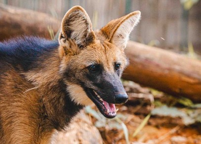 Atena, a mascote do Zoológico, celebra seu primeiro aniversário