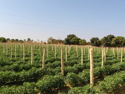 Adubo orgânico: ouro verde produzido pelo SLU impulsiona produção agrícola no DF