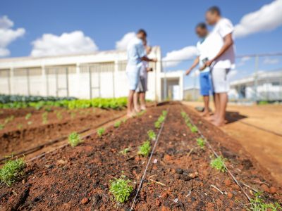 Programas de agricultura urbana dão suporte a hortas agroecológicas e comunitárias