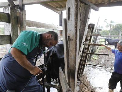 Melhoramento genético de gado aumenta produtividade e traz sustentabilidade a propriedades rurais do DF