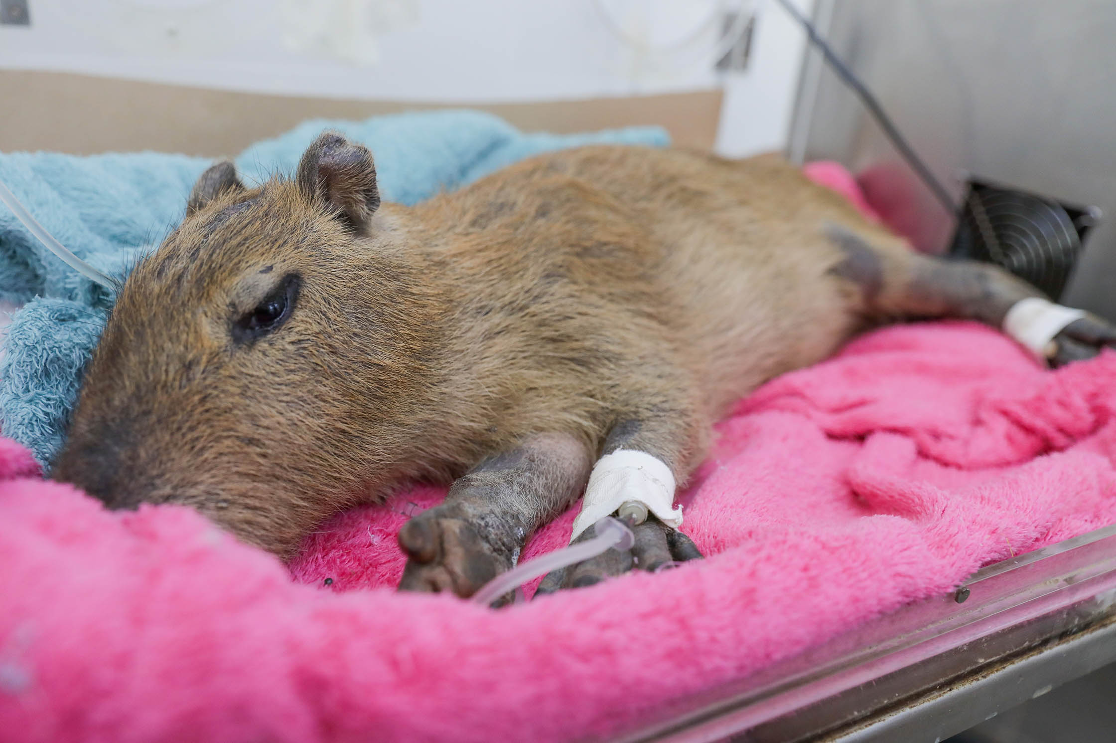 Capivaras que sobreviveram a atropelamento de manada no Lago Sul são tratadas no Hfaus