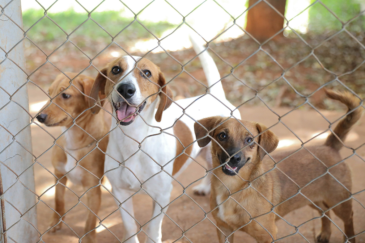 Cães estão à espera de um novo lar na Zoonoses do DF