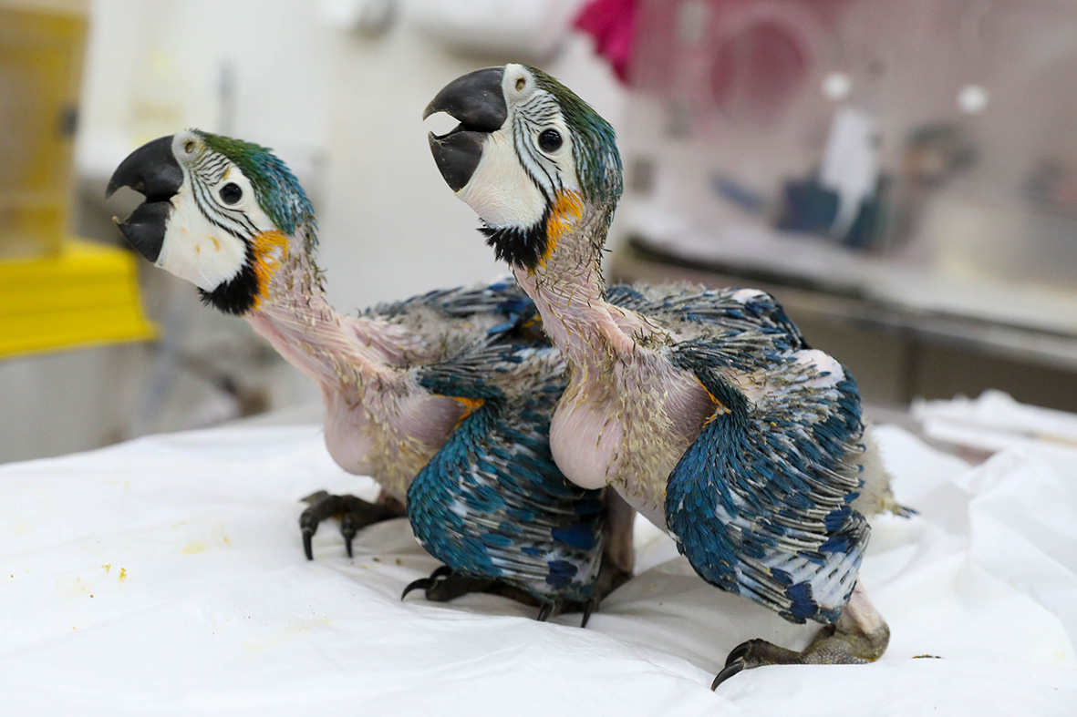 Filhotes de arara resgatados em situação de maus-tratos recebem cuidados no Hfaus