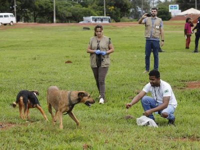 Dezembro Verde: a importância do combate ao abandono de animais
