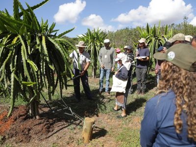 Produtores do Distrito Federal participam de oficina para aperfeiçoar cultivo de pitaya