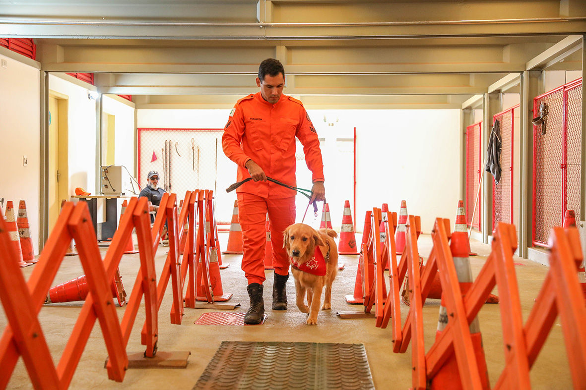 Cães-guia do Corpo de Bombeiros buscam famílias para nova fase do projeto