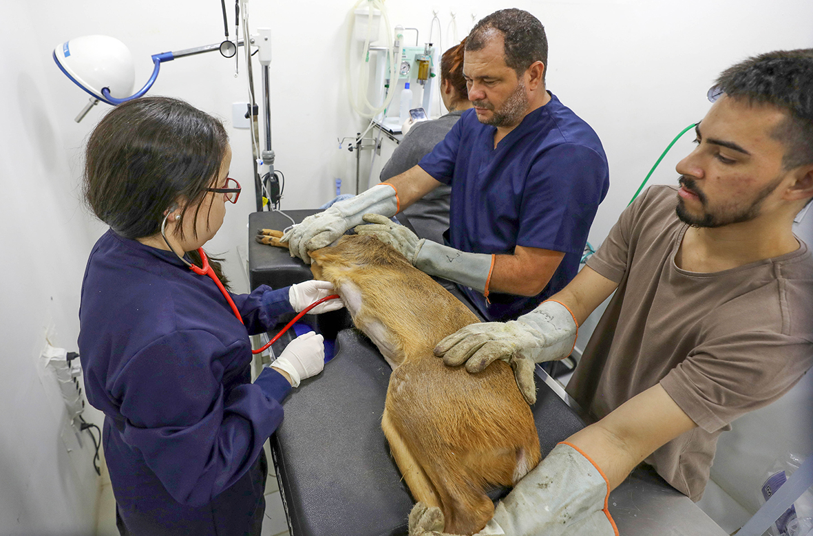 Mais de 65% de animais silvestres recebidos em unidades do DF neste ano retornaram à natureza