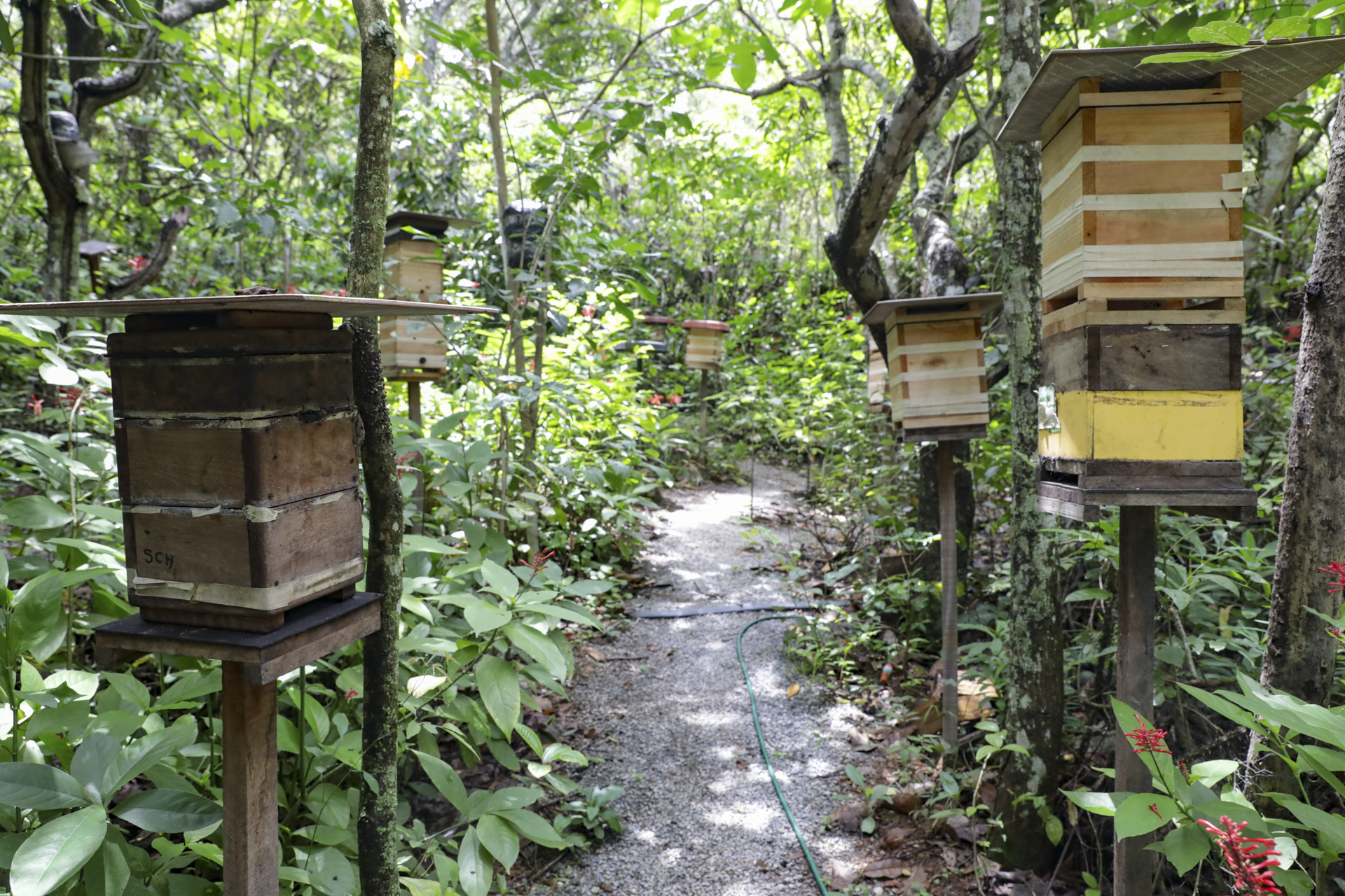 Meliponicultura se destaca como alternativa de geração de renda