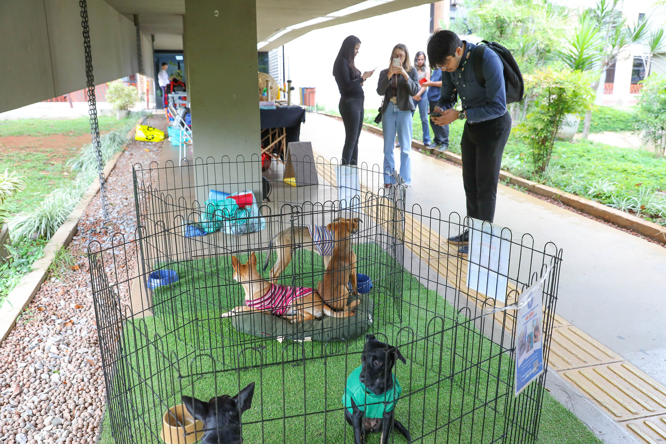 Feira pet incentiva adoção responsável e bem-estar animal no anexo do Palácio do Buriti