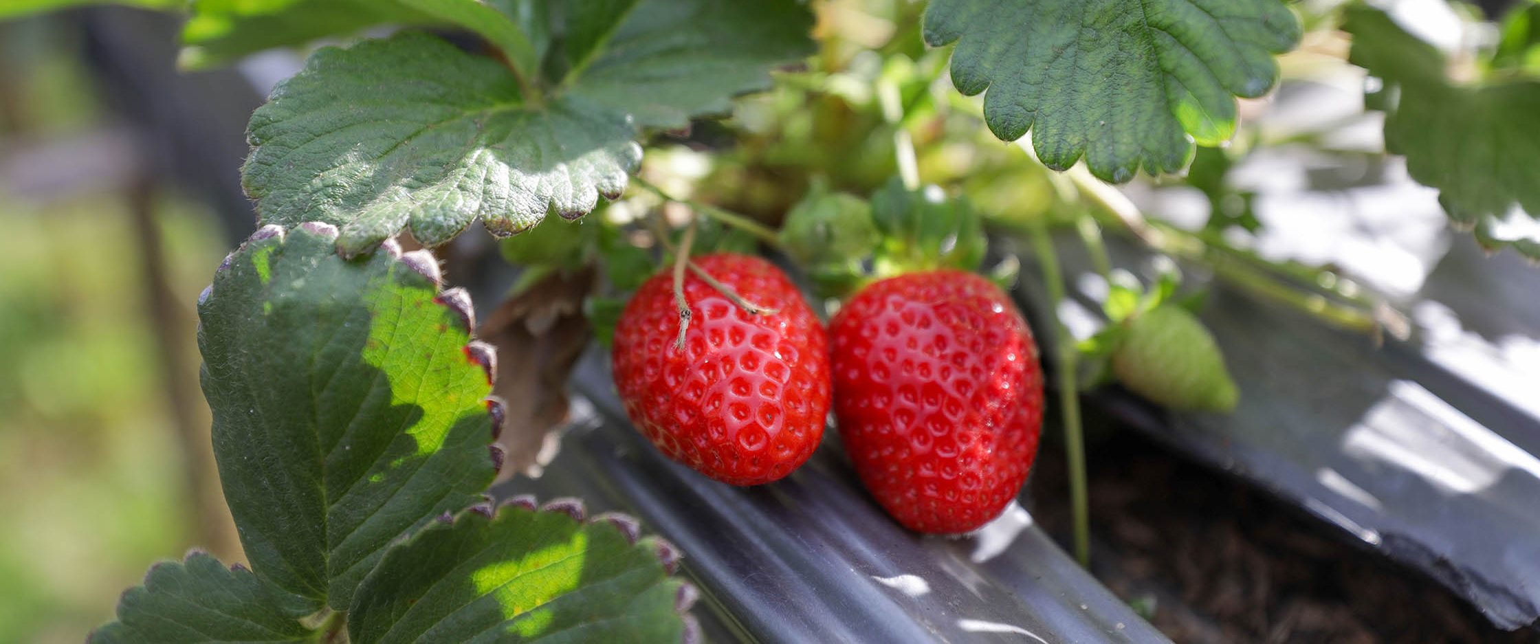 Agro do Quadrado: produção de orgânicos dispara no DF e leva mais saúde à mesa dos brasilienses