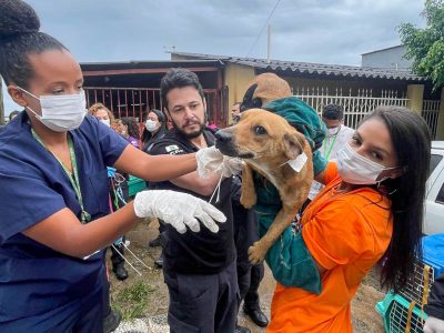 Operação conjunta do GDF resgata cerca de 100 cães em condições insalubres em residência na Candangolândia