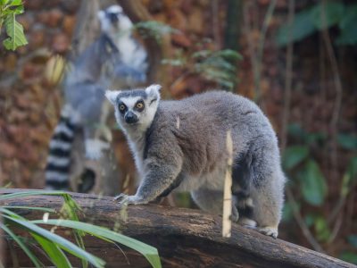O amor está no Zoo: Equipes fazem ações temáticas de Dia dos Namorados para animais