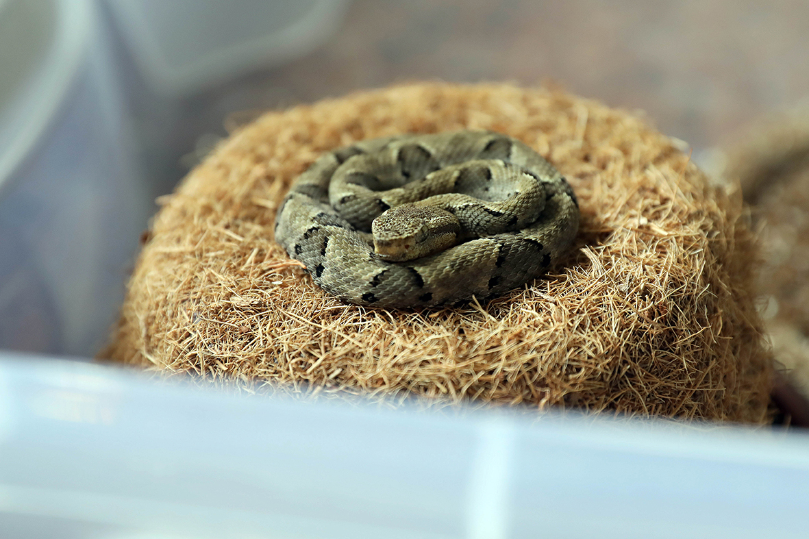 Filhotes de jararaca nascem no Zoológico de Brasília e fortalecem preservação ambiental