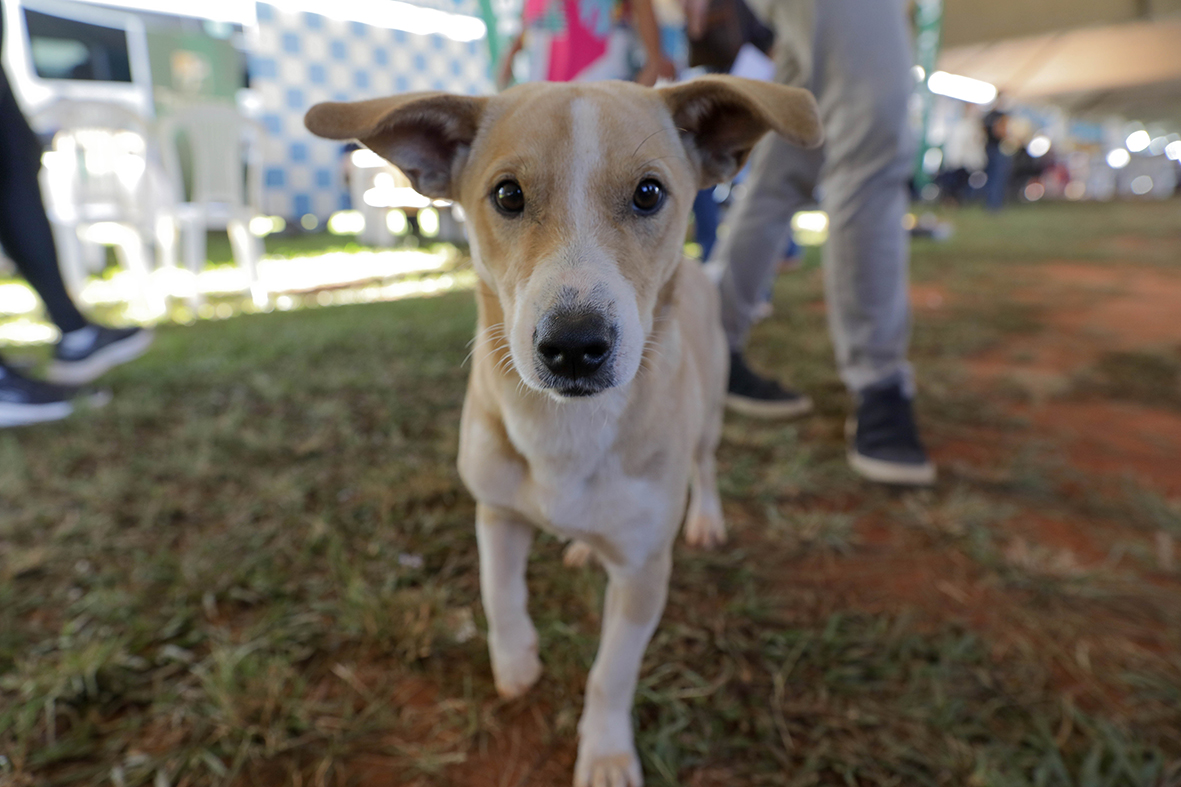 GDF na Sua Porta oferece 600 vagas para castração gratuita de cães e gatos em São Sebastião