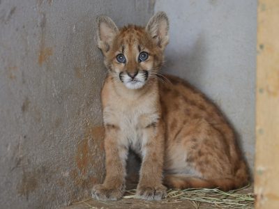Zoo atende animais feridos por atropelamento e tem equipe de apoio em áreas de queimadas